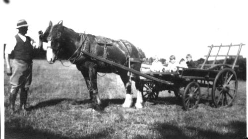 Mr Willcocks at Torhill farm 1921, with horse and wagon