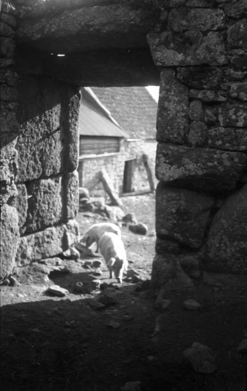 An image from the Dartmoor Trust Archive