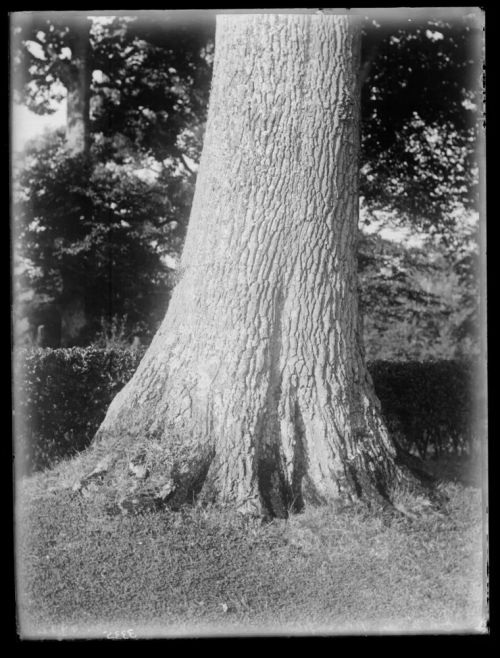 Oakley garden, Plympton 