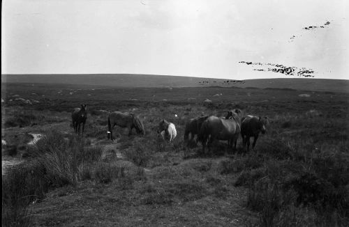 An image from the Dartmoor Trust Archive